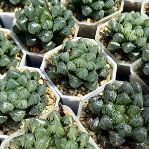 A ϗtA nI`A nIVA OHIuc[T ʂ  K[fjO A v[g Mtg ϗtA  zj Vzj CeA nIy A0