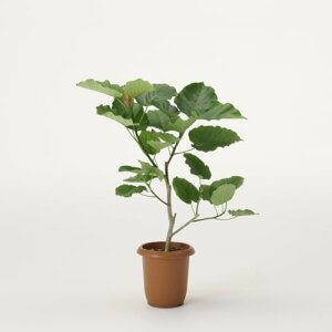 ϗtA tBJXEEx[^ ^ 7 CeA  傫 wh k JXj Vzj zj (Jo[Ȃ(vXeBbN))