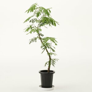 ϗtA Go[tbV ^ 7 8 10 CeA  傫 wh k JXj Vzj zj (10)