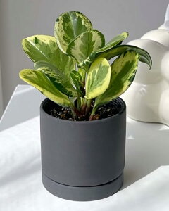 inakougeiiCiREQCj ϗtA   ~jϗt yy~A IucVtHA XJbV  3 { A   v[g Mtg O[CeA A