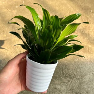 inakougeiiCiREQCj ϗtA   ~jϗt hZi RpN^ 3 { A   v[g Mtg O[CeA A Ă₷ (vX`bNi