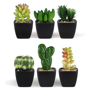 ~[Y NaturalGarden tFCNO[ A lHϗtA ̂Ȃ CeA 6Zbg