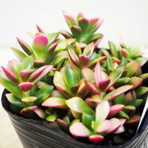 ITANSE A  2.5`3 4ZbgyiőIׂ鑽Az w Anacampseros rufescens xPC\EȃAiJvZX Yn AtJ gtn̔i