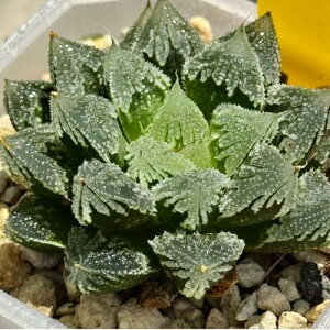 A ϗtA nI`A nIVA  A v[g Mtg ϗtA  zj Vzj CeA nIyc