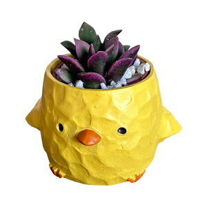 Ԃ̃Mtg A CeA ϗtA Mtg Ђ悱 ~j|bg ~jTCY v`Mtg