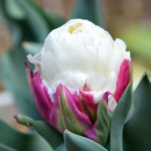 `[bv ACXN[ 8pbN HA ~A t炫  CObVK[f Zbg