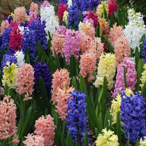 qVX  Jt5FZbg 5Fe1̌v5pbN HA ~A t炫  CObVK[f