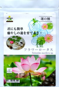 ̎ nX t[[^X  8 NɂȒP ₵̐@Ă悤IrIg[v␇@ _J̐ Yq ԐFF×2×2F×2sN×2