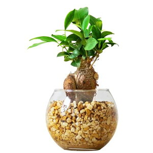  KW} ygȂ ϗtA ~j { nChJ`[ [ICg nCh{[ ܂ ܂̖ K̖ k͔|  CeA