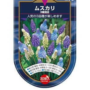 ITANSE ԋ XJ 3퍬 30 4܃Zbg wF Muscari ^CvF LWJNV ϊN `[bvrIApW[AqAVXȂǂƊ񂹐Aǂ܂ i