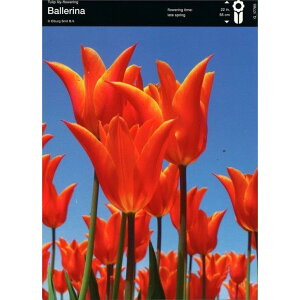 yEoz d炫`[bv 炫 o[i 4Zbg