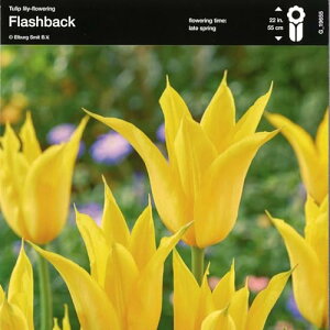 yEoz d炫`[bv 炫 tbVobN 4Zbg 񂹐A A Ԓd   t̉   S