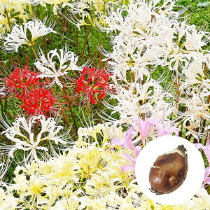 ���R���X ���� �y3���z�y�X�v�����Q���[�z�����T�L�L�c�l�m�J�~�\�� �q�K���o�i �ފ݉� �֎ꍹ��