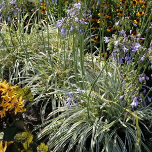 �y�h�����z�A�K�p���T�X�u�V���o�[�E���[���v 4��(12cm)�|�b�g�A��