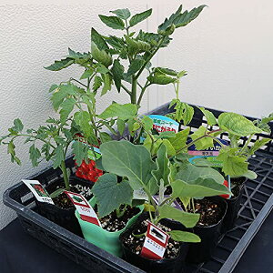 ITANSE ؕcy݃oGeB[Zbg(9)yؕc 9`10.5cm|bgZbgzg}gc3ȏAiXcALEcAs[}c͓܂IiXELE9܂ł