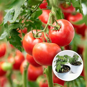 ITANSE ؕc y݃oGeB[Zbg g}gc 3`4 4Zbg i Ȃ v`Ղ ACR t[c g}g剤 p[v[Y ق ق ^}