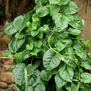 ITANSE S̕c 2ZbgyiőIׂؕcz 9cm|bgc IJJ͉_SƂĂ΂Ă܂ nɂ͋ tɂ̓JSł܂ JSstH