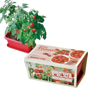 V| ~ / t / Ă ƒ؉ ȒP ͔|Lbg Ă ~jg}g  ͔|Zbg ( R / H ) 24×15cm ENJOY PLANTER VEGE ̓ v[g a GD-93102