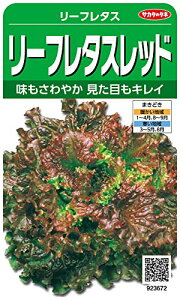 TJ^̃^l 3672 [t^Xbh [t^X 00923672