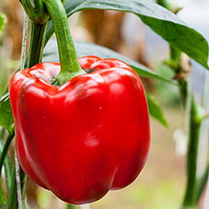 ITANSE tǂ F1pvJbh̕cyؕc 3.5 c/2Zbgzx^npvJIō₷AnƐԂȂ_炩W[V[ȃpvJiI