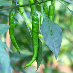 ITANSE Ƃ炵̕c ܂݃XibNÂƂ 3 2ZbgyiőIׂؕczwFCapsicum/iXȃgEKVhȂÖy߂铂hqłB؂̗ǂTNb