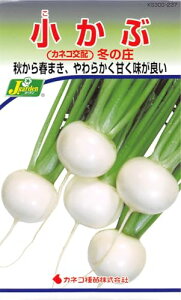 JlRc |E KS300V[Y ~̏  300 237