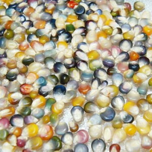 ITANSE OXWFR[(FR[) q20 ΂݂ȃgERV̎