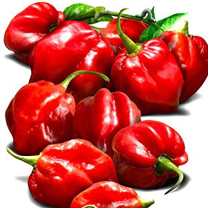 ITANSE nol bh hƂ炵̕cyؕc 3 c/4ZbgzLVR̃J^YƂAEłLȌhgEKVIhł͂Ȃt[