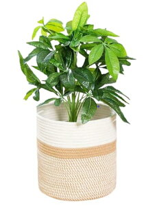 Crystal craft v^[Jo[ Aؔ  oXPbg  20cmyx[W 6z