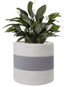 Crystal craft v^[Jo[ Aؔ  oXPbg  20cmyO[ 6z