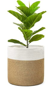 Crystal craft v^[Jo[ Aؔ  oXPbg  20cmyzCg 6z