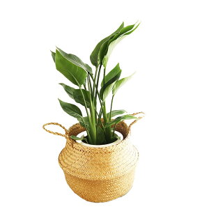 t[Lb` ϗt 7 Xg`A I[KX^{FLADIS kfUCJo[Zbg FKTK