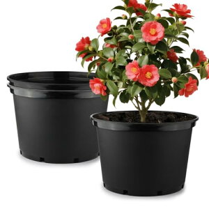 ^ v^[ 43cm 3_Zbg vX`bN Aؔ ʔrt 2mm AւȒP | ϗtA  ʎ Ԃ͔| ƒ؉ | A [ EOp a430×300mm