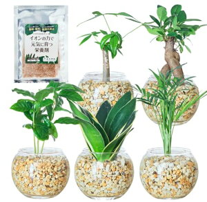  ϗtA 5_Zbg nChJ`[ { ~j ~j ygȂ ϗtAZbg  KW} TXxA pL e[uV R[q[̖