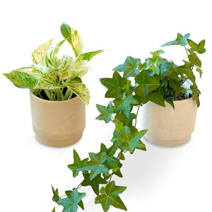 bloomee(u[~[) |gX 3  ACr[ 3 2 Zbg ϗtA { ~j p  (^Abv C )  CeA (Mtg v[g j) S҂łĂ₷