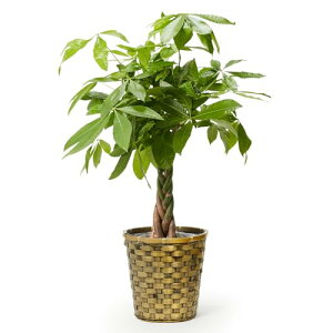 bloomee(u[~[) pL ϗtA (7 ؖڃJS Jo[ t) { ^ p  (^Abv C )  CeA 傫 (Mtg v[g j) S҂łĂ₷