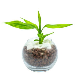 [ miipas ] hZi ϗtA { ~j nChJ`[ TfA[i K̖ nCh k͔|  ȒP 