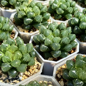 A ϗtA nI`A nIVA OMIuc[T ʂ  K[fjO A v[g Mtg ϗtA  zj Vzj CeA nIy