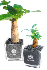 KW} pL 2_Zbg  yĂ炸qI ϗtA  { CeA ܂ K̖ nChJ`[ ͔|