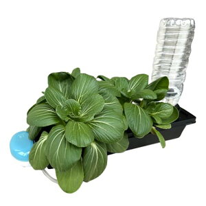 yg킸؂𐅍k͔|I k͔|Lbg ~j Zbg ͔| ƒ؉ e X|W S