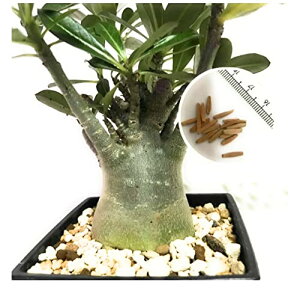 (coco`sshop) AfjE IxX Sҗp 琬Zbg q 6 P[X 琬py 򍪐A vcV[h R[fbNX E琬t uؖς