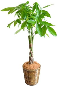 [ miipas ] pL 7 ҂ݍ ˂ { ^ϗtAy S҂ł   ItBX   ₷ 7TCY ϗtA z