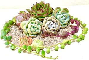 A GPxA؍cC5ރZbg ܂ѕc̑ (5)