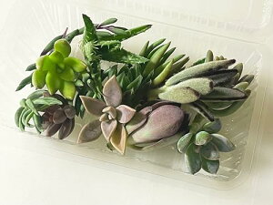 y؂݂сzAJbgc10ȏA\[glߍ킹 3cm`5cm召lXȑ傫ET{eȂǂ܂ISҌt 13cm×9cmpbNɓĔ܂ |Xgi