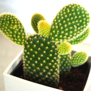 ITANSE Iv`A F̎h S[foj[(GXq) 3 1yiőIׂ鑽Az