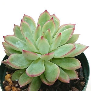 A ri  GPxA Jbgc  ϗtA 񂹐A A ₵ t}