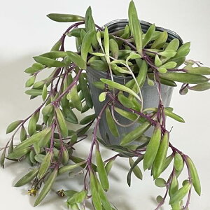 y؂݂сzr[lbNX 1|bg cE|bgI\ Z_E Ă₷R܂ 񂹐ǍԂɂ SҌ uꏊɂ΁`ԐF֕ω