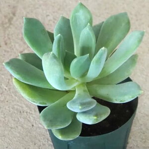 ITANSE GPxA AY[u[ 2.5yiőIׂ鑽A/1zŁAۂ݂̂tH͓IȕiłB̗t͕ˏɐLсA̓IȎpy߂܂B