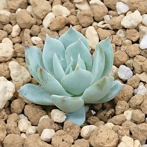 A GPxA u[o[h Jbgɏc 7.5cm|bgŎBe