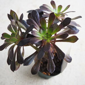 ITANSE A @t2.5 1yiőIׂ鑽Az[bgɓWJAF̗tYB}؂t}ő₹܂B